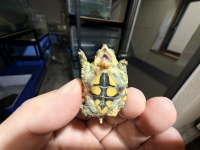 クリックで拡大画像表示