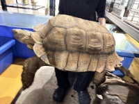 クリックで拡大画像表示