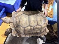 クリックで拡大画像表示