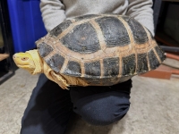 クリックで拡大画像表示