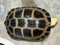 クリックで拡大画像表示