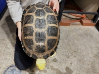 クリックで拡大画像表示