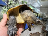 クリックで拡大画像表示