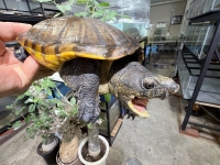 クリックで拡大画像表示