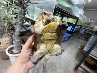 クリックで拡大画像表示