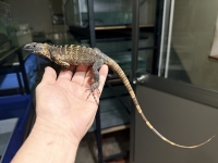 クリックで拡大画像表示