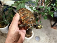 クリックで拡大画像表示