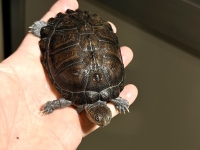 クリックで拡大画像表示