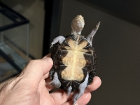 クリックで拡大画像表示