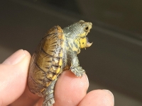 クリックで拡大画像表示