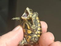 クリックで拡大画像表示