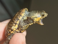 クリックで拡大画像表示