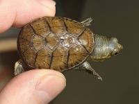 クリックで拡大画像表示