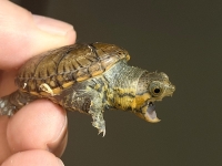 クリックで拡大画像表示