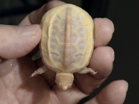 クリックで拡大画像表示