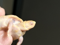 クリックで拡大画像表示