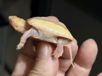 クリックで拡大画像表示