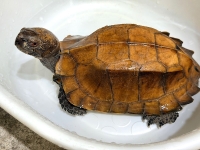 クリックで拡大画像表示