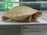 クリックで拡大画像表示