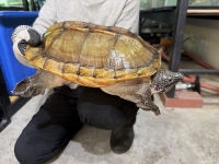 クリックで拡大画像表示