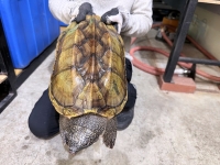 クリックで拡大画像表示