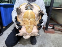 クリックで拡大画像表示