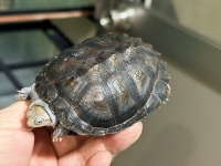 クリックで拡大画像表示