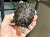 クリックで拡大画像表示