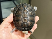 クリックで拡大画像表示