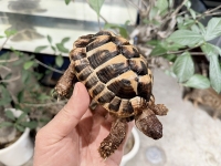 クリックで拡大画像表示