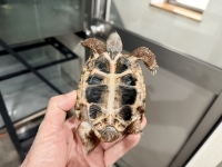 クリックで拡大画像表示