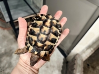 クリックで拡大画像表示