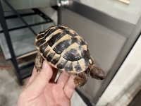 クリックで拡大画像表示