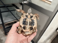 クリックで拡大画像表示