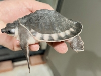 クリックで拡大画像表示