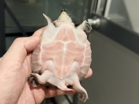 クリックで拡大画像表示