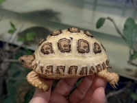 クリックで拡大画像表示