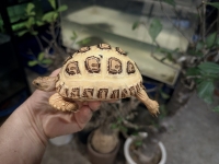 クリックで拡大画像表示