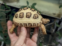 クリックで拡大画像表示