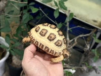 クリックで拡大画像表示