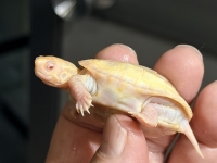 クリックで拡大画像表示