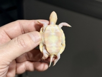 クリックで拡大画像表示