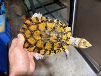 クリックで拡大画像表示