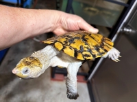 クリックで拡大画像表示