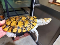 クリックで拡大画像表示