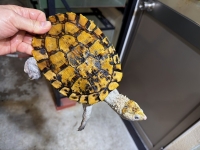 クリックで拡大画像表示