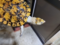 クリックで拡大画像表示