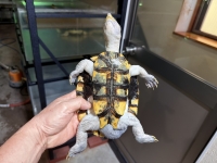 クリックで拡大画像表示