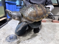 クリックで拡大画像表示