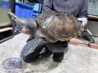 クリックで拡大画像表示